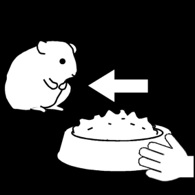 nourrir le hamster
